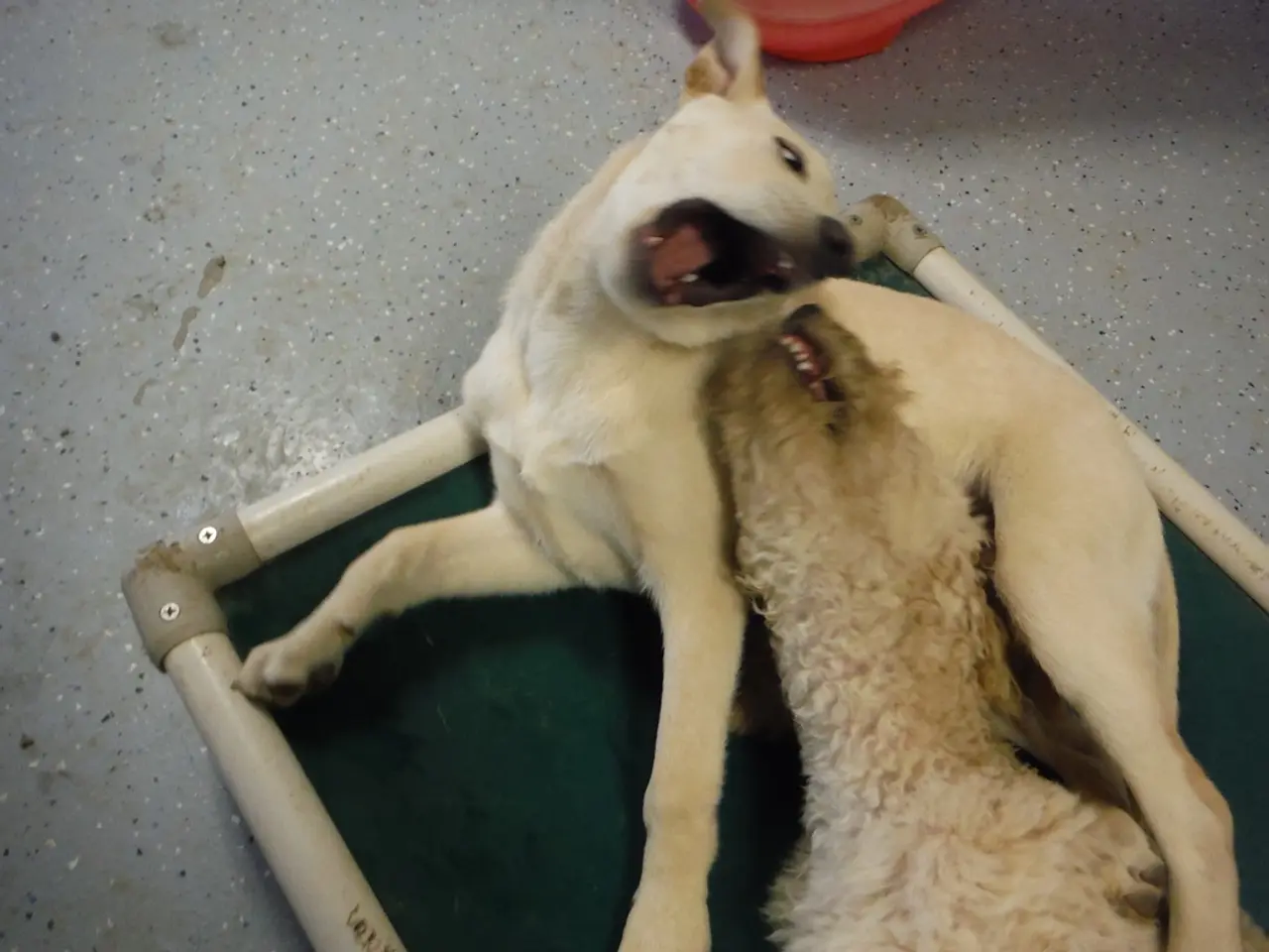 Dog behavior: What causes a dog to favor one owner over another?