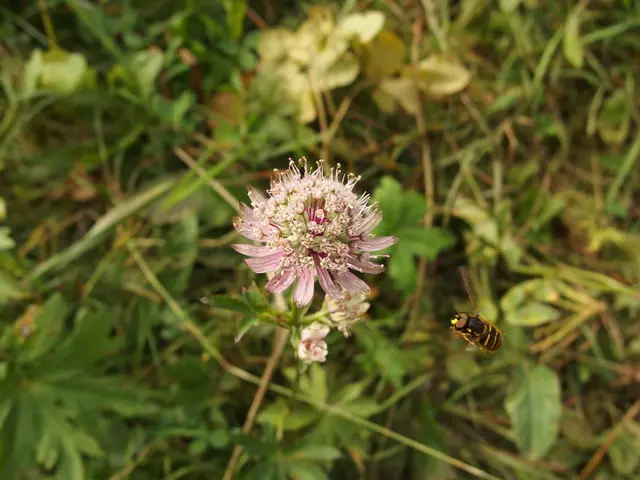 Extraterrestrial Beings and the Biblical Narrative in Genesis: Cosmic Entities and the Origins of...