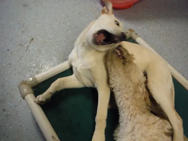 Dog behavior: What causes a dog to favor one owner over another?